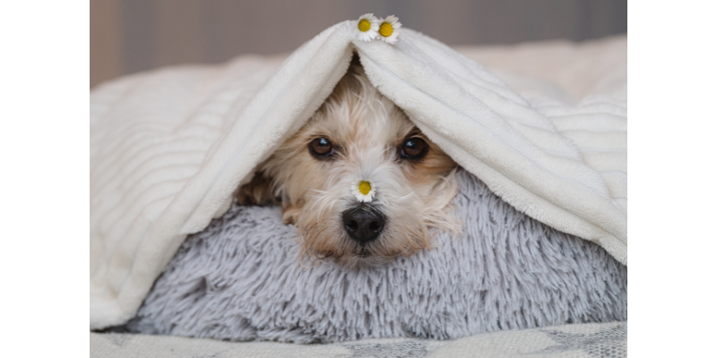 The Ultimate Guide to Buying a Blanket in Israel